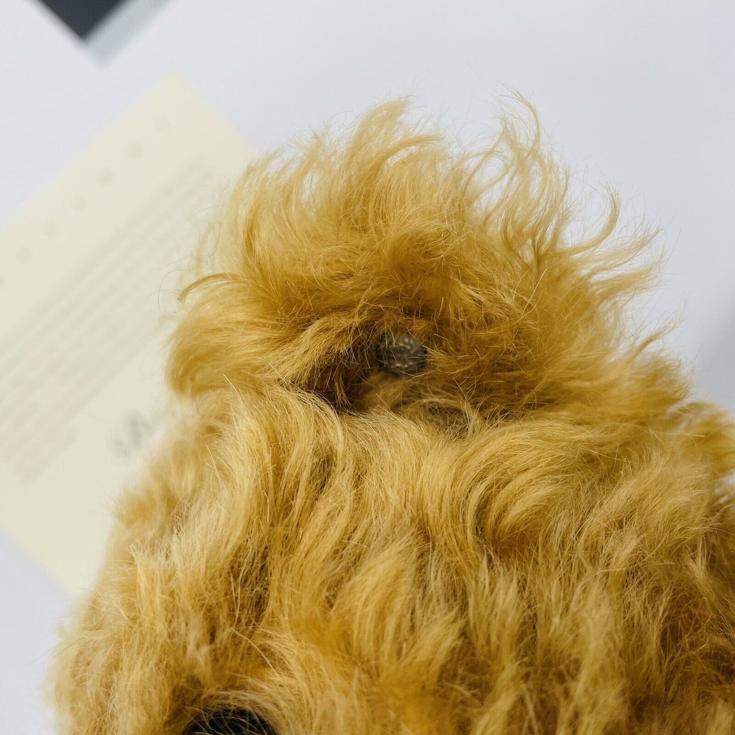 Steiff Replica Teddybär 28 PB 1904 404115 limitiert 7000 Mohair