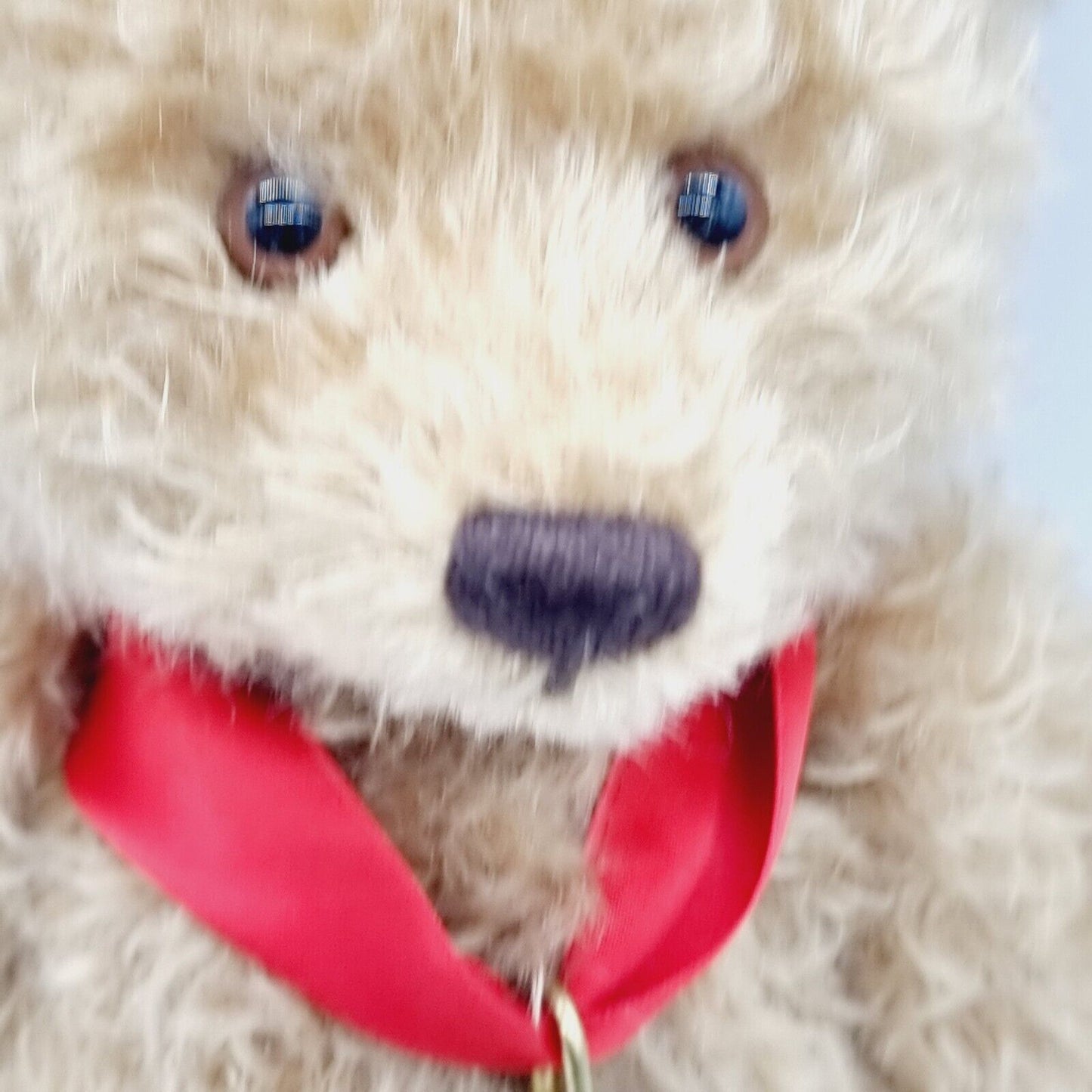 Steiff 038891 Teddybär mit Buch 25 cm 100 Jahre Steiff mit Zertifikat Jahr 2002