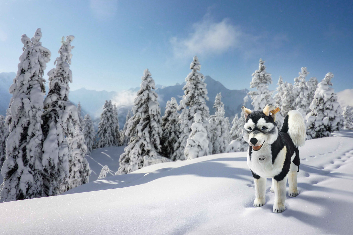 Steiff 502996 Studio Husky 80 cm