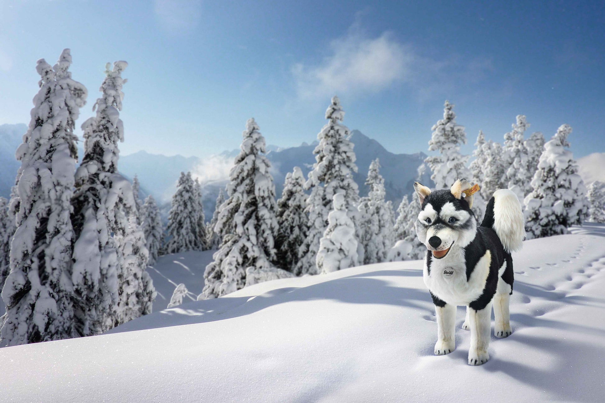 Steiff 502996 Studio Husky 80 cm